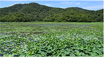 ハス畑